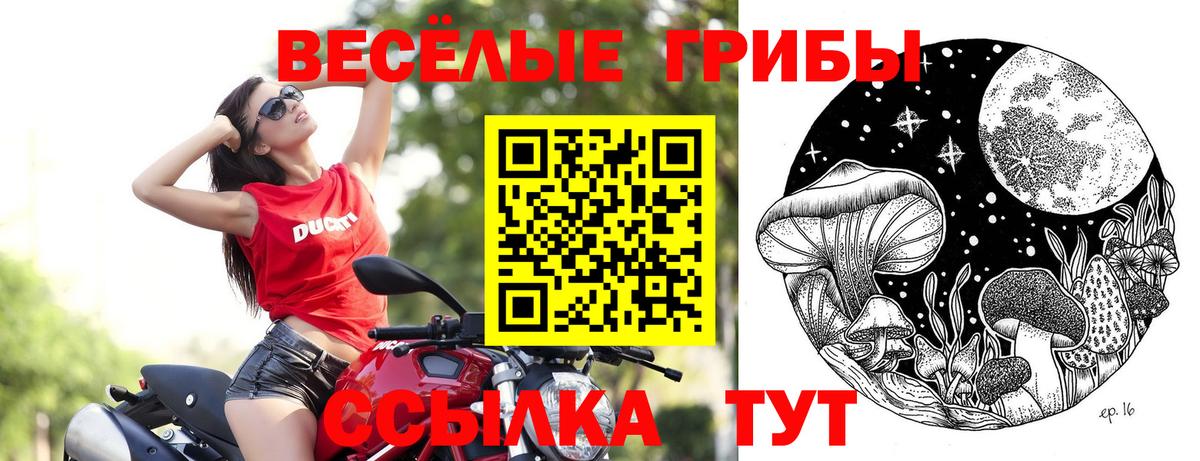 Псилоцибиновые грибы Psilocybine cubensis Лениногорск